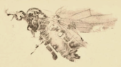 Sciomyza revelata
(1890 illustration) Sciomyza revelata Scudder 1890 pl3 Fig3.png