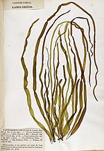 Vignette pour Scytosiphonaceae