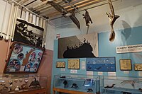 Sea birds display at the Cabrillo Marine Aquarium.JPG