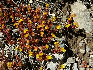 Årlig sedum (Sedum annuum)