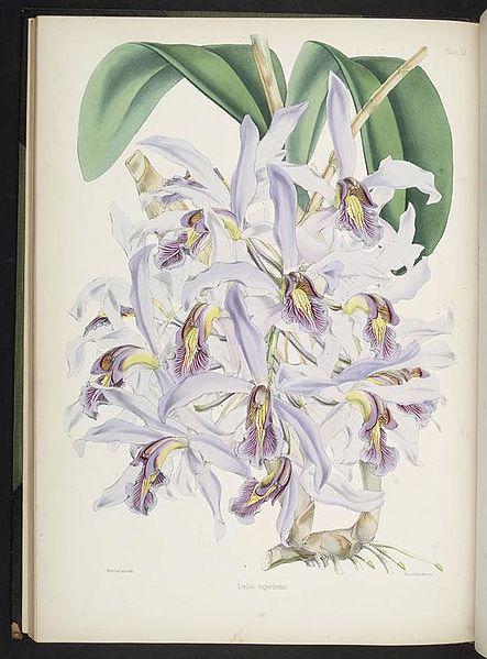 File:Select orchidaceous plants. (First series) (Plate XX) BHL269477.jpg