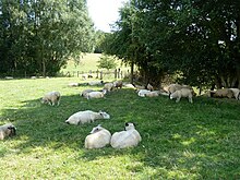 Sheep respond to hunger, fatigue and hyperthermia by grazing and resting in the shade of a tree Sheep in the shade - geograph.org.uk - 4109143.jpg