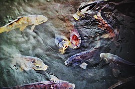 Koi in Shinjuku Gyoen National Garden