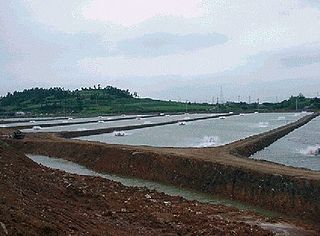 Marine shrimp farming