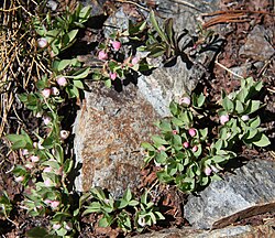 Sierra bilberry (Vaccinium caespitosum) flowers