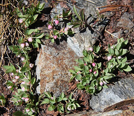 Sierra bilberry Vaccinium caespitosum.jpg