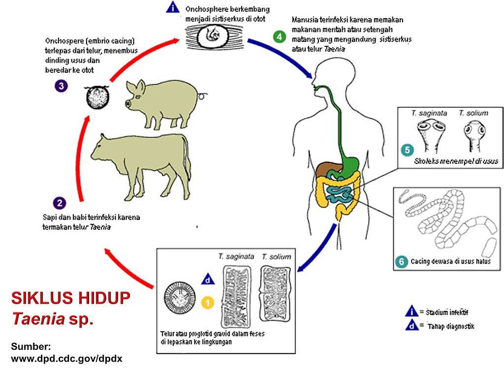 Gambar:Siklus hidup taenia.jpg - Wikipedia