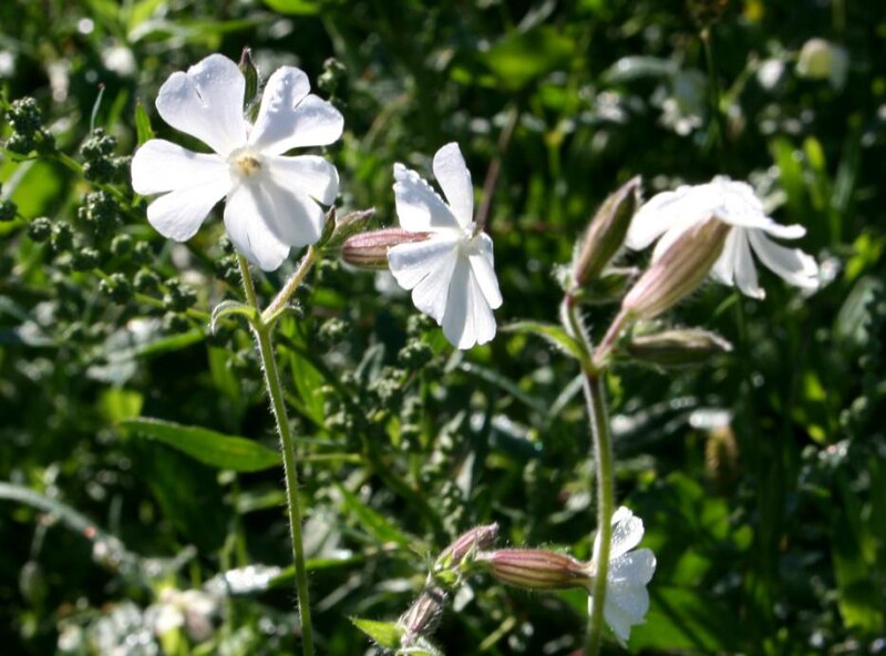 File:Silene alba ENBLA01.JPG