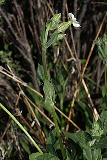 <i>Silene latifolia</i> Species of flowering plant