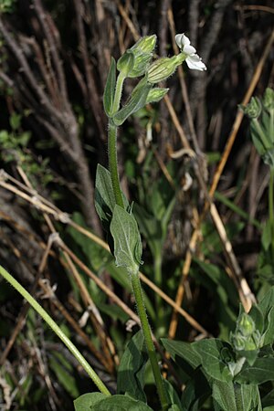 Silene latifolia 9646.JPG