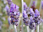 The lavandula family, the national flowers of Vitruvia