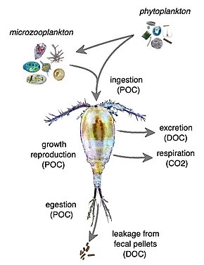 Zooplankton - Wikipedia