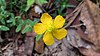 Kecil St Johns Wort bunga (13797131013).jpg