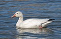 * Nomination Snow goose in the Harlem Meer of Central Park --Rhododendrites 02:08, 12 April 2019 (UTC) * Promotion  Support Good quality. --Podzemnik 02:39, 12 April 2019 (UTC)