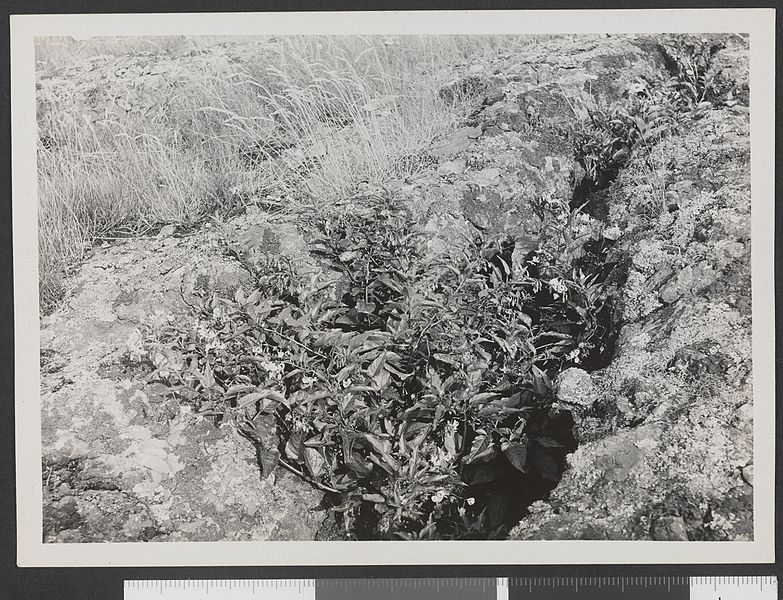 File:Solanum Dulcamara (og Festuca rubra). Omskjær, Missingerne, 12.8-24 - no-nb digifoto 20150930 00300 bldsa HRH01 364.jpg