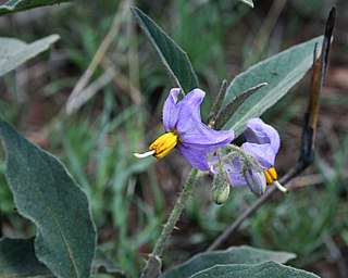 <i>Solanum campylacanthum</i> Species of flowering plant