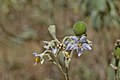 * Nomination: Flower and fruit of Solanum sp. found in the Vale do Jequitinhonha - Minas Gerais, Brasil. --Túllio F 00:50, 6 February 2024 (UTC) * * Review needed