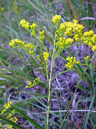 <i>Solidago gattingeri</i> Species of flowering plant