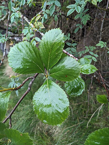 File:Sorbus stenophylla, Tarren yr Esgob (53140647114).jpg