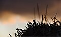 * Nomination Artistic haybale in South Otterington, Yorkshire. Mattbuck 15:52, 8 February 2014 (UTC) * Decline Perhaps I am not up-to-date about arts, but for me it is just a blurry something. --Cccefalon 15:31, 15 February 2014 (UTC)