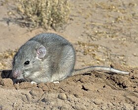 Southern Plains Wood rat.jpg