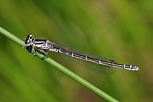 Southern damselfly (Coenagrion mercuriale) female Dry Sandford.jpg