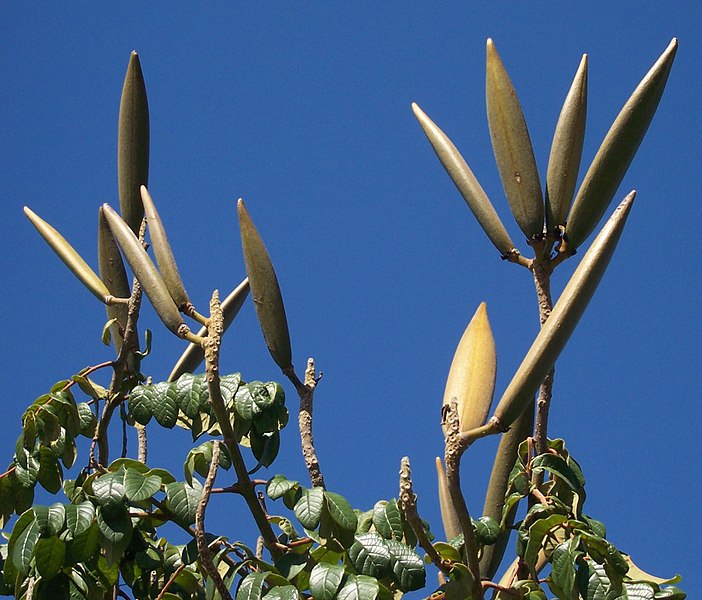 File:Spathodea campanulata fruits.JPG