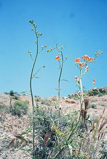 <i>Sphaeralcea gierischii</i> Species of endangered plant