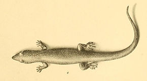 Descrierea imaginii Sphaerodactylus cinereus 01-Barbour 1921.jpg.