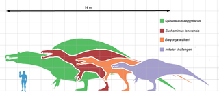 File:Spinosauridscale.png  Wikimedia Commons