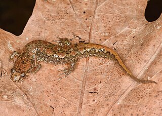 <span class="mw-page-title-main">Spotted dusky salamander</span> Species of salamander