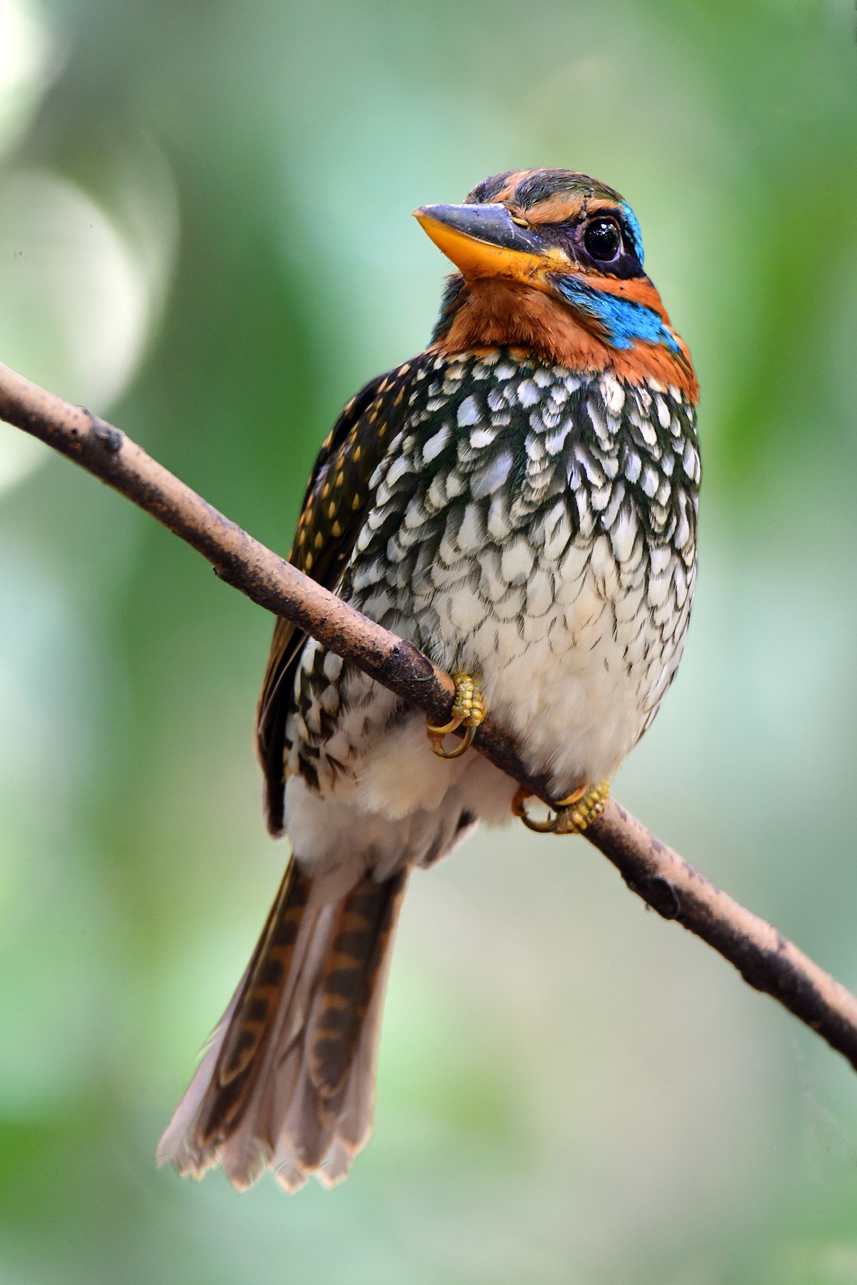 File:Spotted Wood Kingfisher in the Philippines.jpg - Wikimedia Commons