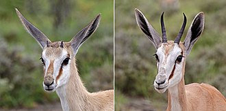 Horn development in males
juvenile (left); sub-adult (right) Springbok (Antidorcas marsupialis hofmeyri) juvenile head composite.jpg