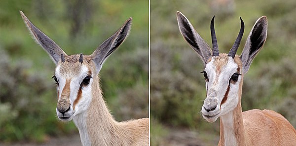 Horn development in males juvenile (left); sub-adult (right)