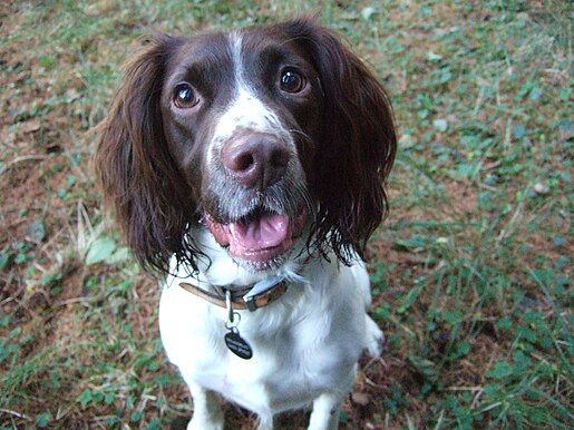 English Springer Spaniel sitting down looking up at camera