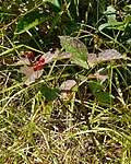 Miniatuur voor Bestand:Squashberry (Viburnum edule) - Springdale, Newfoundland 2019-08-16.jpg