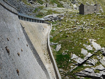 Ibex on the wall of a dam