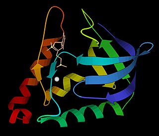 Micrococcal nuclease