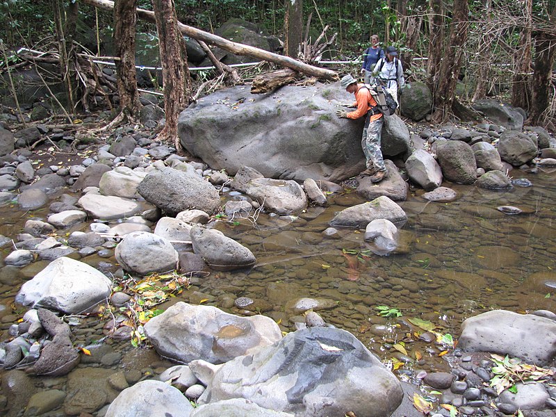 File:Starr-130311-2089-Chrysophyllum oliviforme-habitat with Mike Kim and Stephanie gulch clean up after flood-Maliko Gulch-Maui (24911042990).jpg