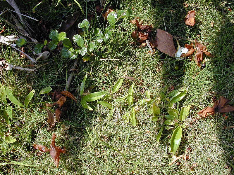 File:Starr 020617-0012 Alpinia zerumbet.jpg