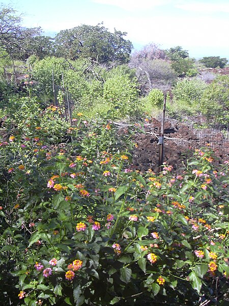 File:Starr 040129-0018 Lantana camara.jpg