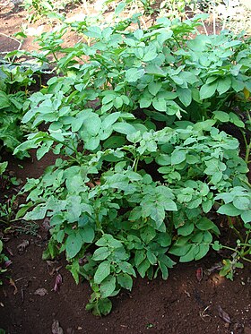 Starr 080914-9946 Solanum tuberosum.jpg