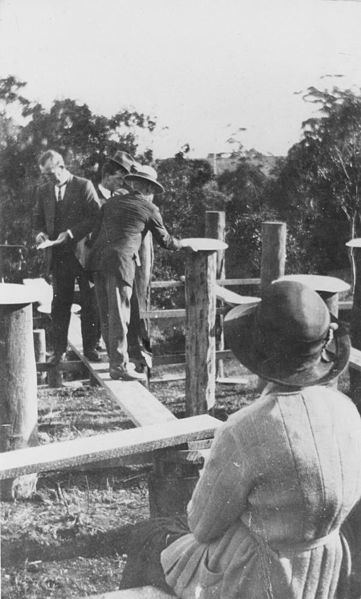 File:StateLibQld 1 162159 Stump capping ceremony during the construction of the Bald Knob Public Hall, 1924.jpg