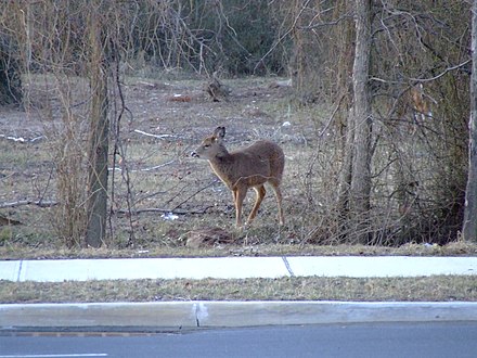 Deer found in Charleston, Staten Island. Deer may be part of 40-large herd in Clay Pit Ponds State Park Preserves.