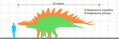 Stegosaurus Wikiwand