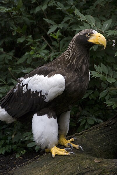 File:Stellar's sea eagle full right.jpg