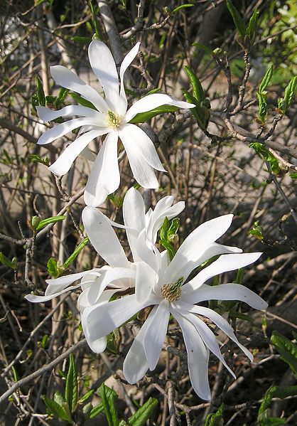 File:Stern-Magnolie (Magnolia stellata).jpg