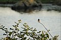 Stonechat on Briar at Maghery Lough Donegal 2021.jpg