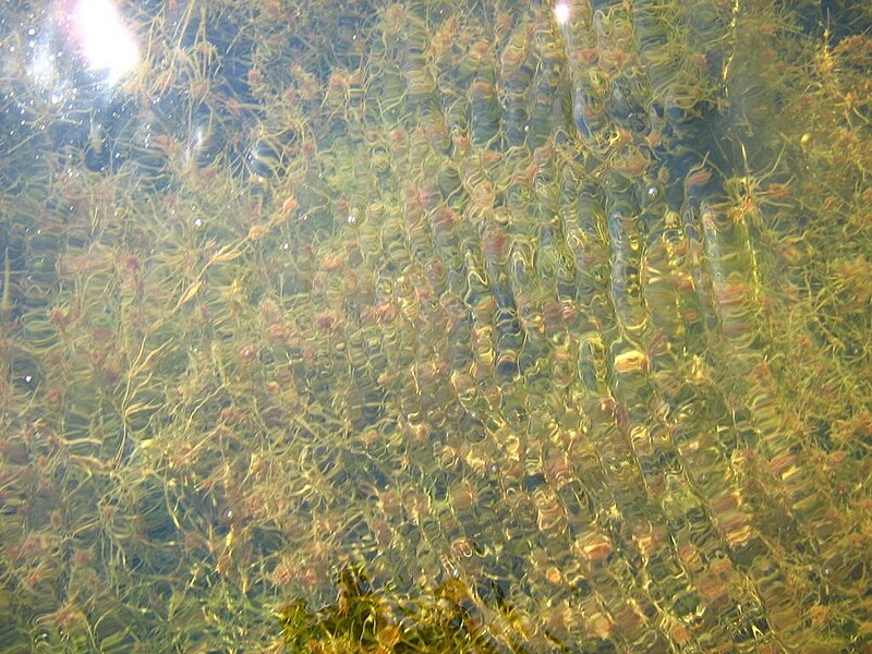 File:Stonewort meadow.jpg