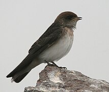 Streaked-throated Swallow (Hirundo fluvicola) in Hyderabad, AP W IMG 2514.jpg